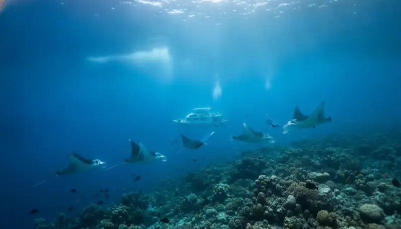Manta Ray Diving in the Maldives: Best Atolls and Seasonal Guide