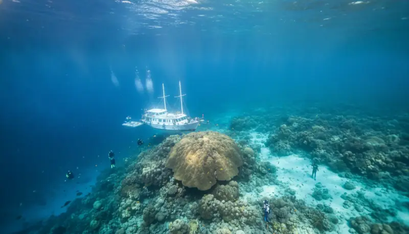 Diving the Similan Islands: Best Sites and Seasons