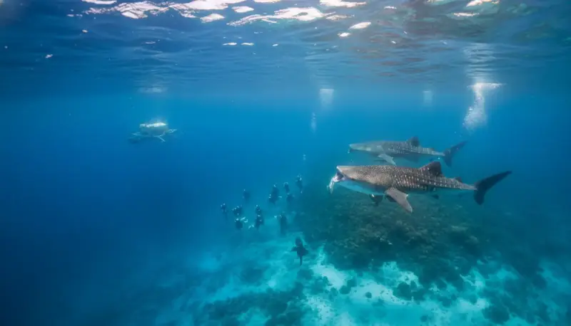 Whale Shark Diving in Oslob, Philippines: A Complete Diver's Guide